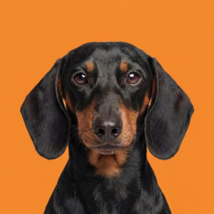 black and tan dachshund looking directly at the camera in front of a vibrant orange background