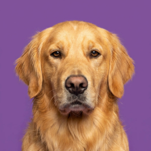 golden retriever looking directly at the camera in front of a purple background