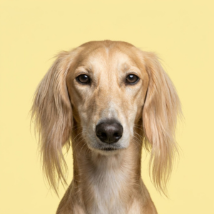 saluki from the neck up staring at the camera with a pale yellow background