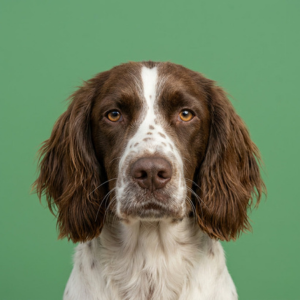 springer spaniel from the neck up looking directly at the camera with a green background