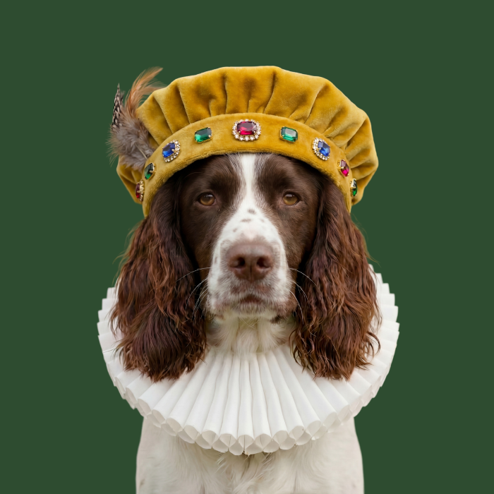 Springer Spaniel in Tudor velvet beret and ruff collar - Bark and Prosper Tudor coasters portrait