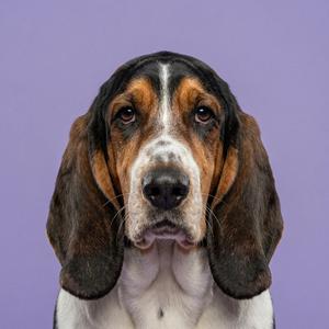basset hound category portrait