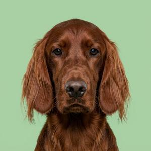 Irish Setters